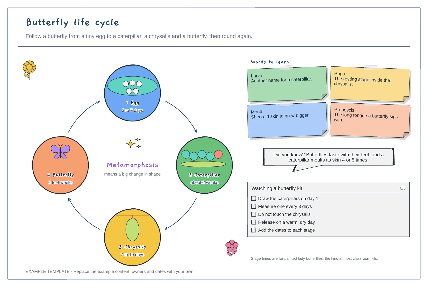 Butterfly life cycle diagram template preview
