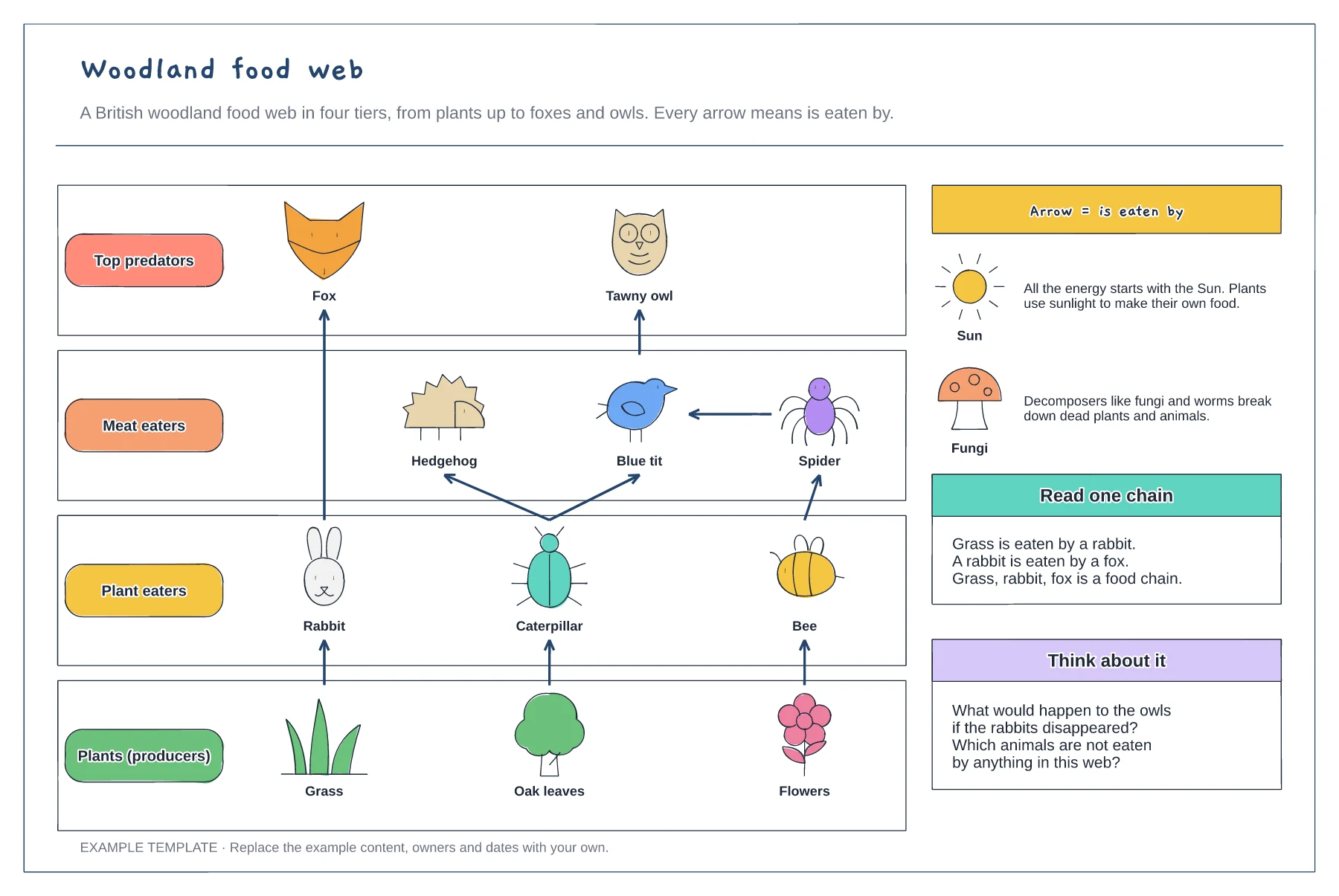 Food chain and food web diagram template preview