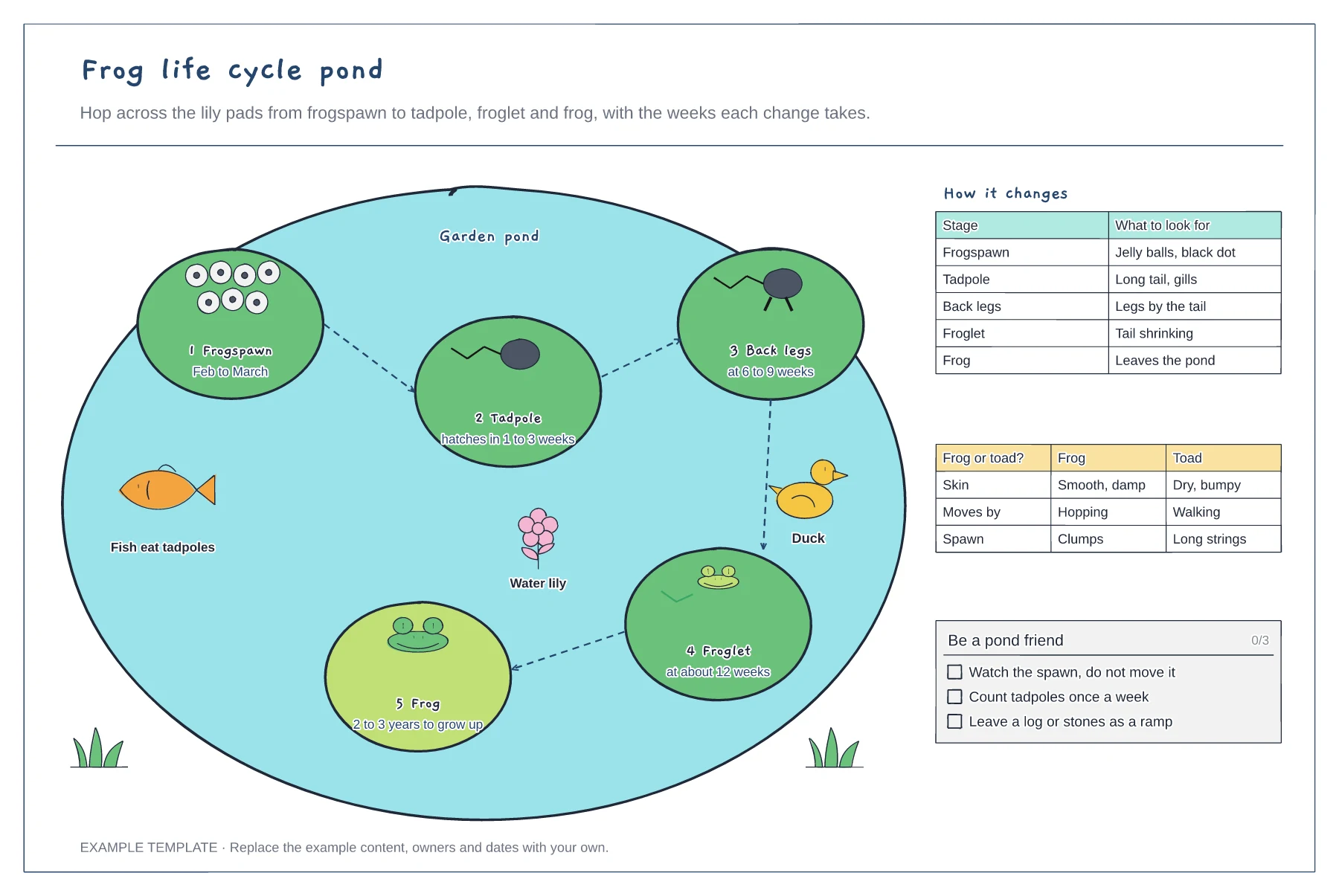 Frog life cycle template preview